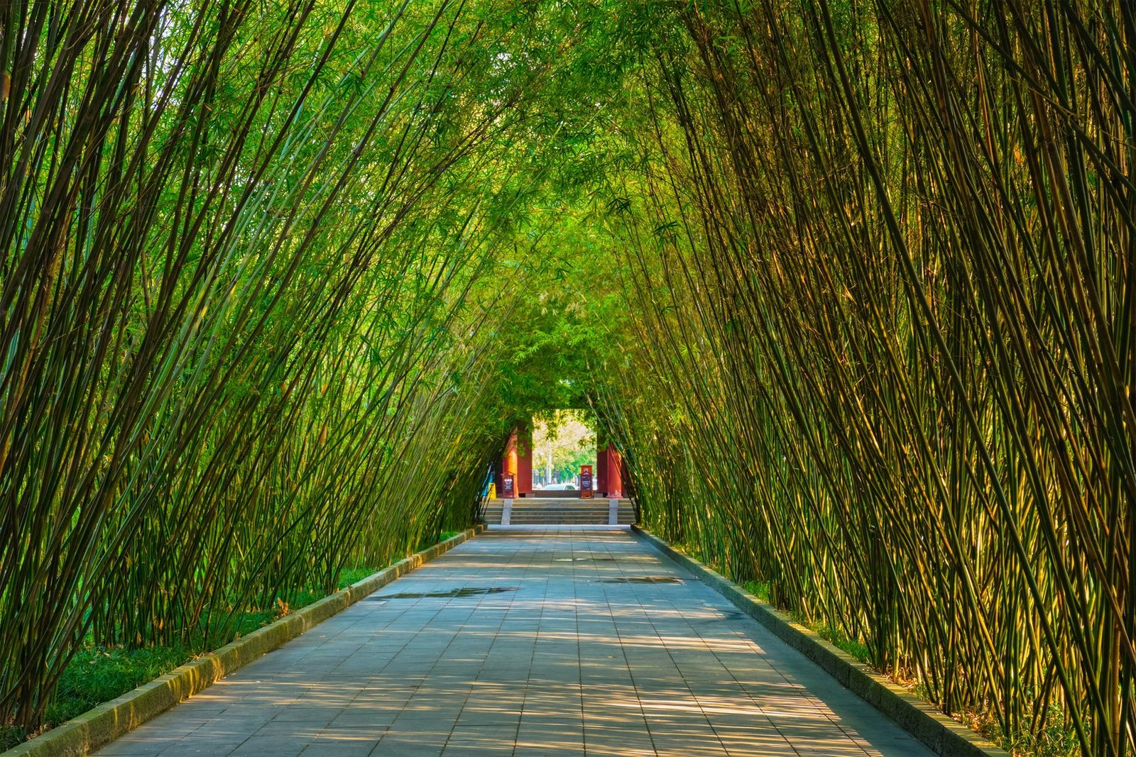 Tall bamboo arches over a paved path to form a green tunnel