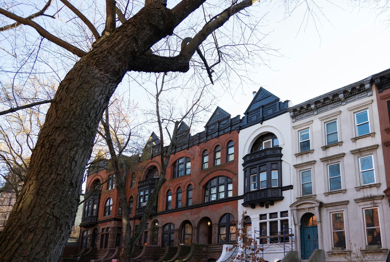 A row of brownstones behind a bare tree